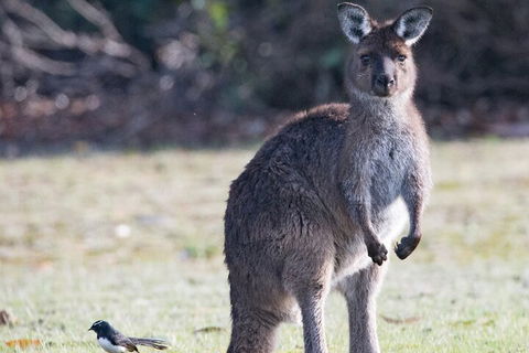 Kangaroo Island Luxury Small Group 'Island Life' Full Day Tour - Holiday Great Ocean Road 2