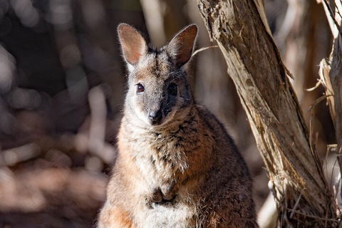 Kangaroo Island Luxury Small Group 'Island Life' Full Day Tour - Holiday Great Ocean Road 3