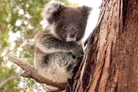 Kangaroo Island Luxury Small Group 'Island Life' Full Day Tour - Holiday Great Ocean Road 4
