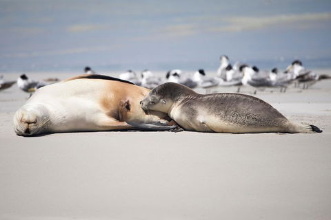 Kangaroo Island Luxury Small Group 'Island Life' Full Day Tour - Holiday Great Ocean Road 5