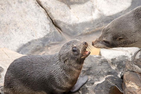 Kangaroo Island Luxury Small Group 'Flinders Chase Focus' Full Day Tour - Holiday Great Ocean Road 2