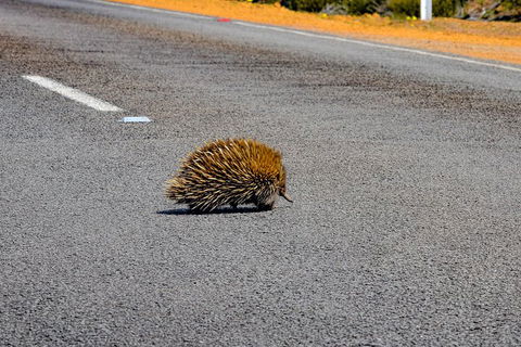 Kangaroo Island Luxury Small Group 'Flinders Chase Focus' Full Day Tour - Holiday Great Ocean Road 3