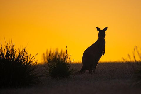 Kangaroo Island Luxury Small Group 'Flinders Chase Focus' Full Day Tour - Holiday Great Ocean Road 5