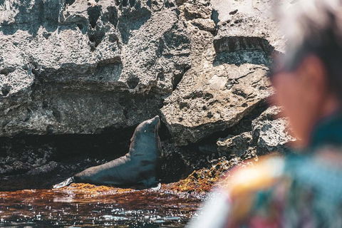 Adventure Rottnest Tour With Ferry & Adventure Cruise From Perth Or Fremantle - Holiday Great Ocean Road 1