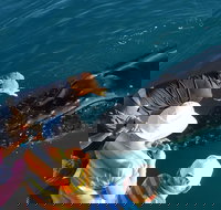 AOC Whale Watching from Broome - Holiday Great Ocean Road