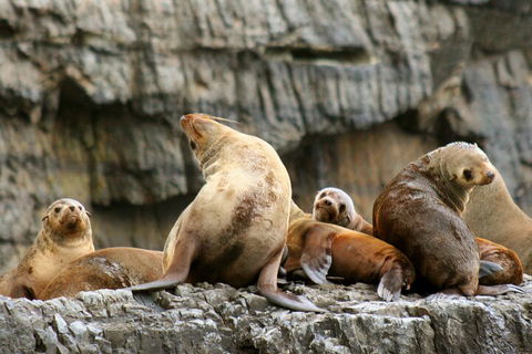 Tasman Island Cruises And Port Arthur Historic Site Day Tour From Hobart - Holiday Great Ocean Road 1