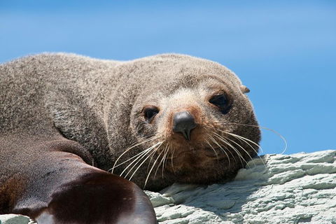 Kangaroo Island 75-Minute Ocean Safari - Holiday Great Ocean Road 1