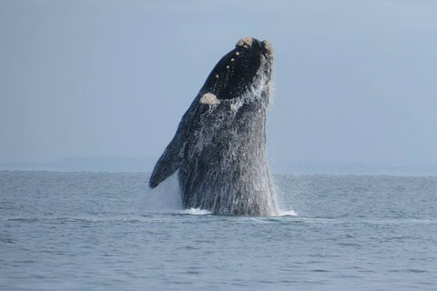 Kangaroo Island 75-Minute Ocean Safari - Holiday Great Ocean Road 2