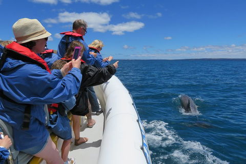 Kangaroo Island 75-Minute Ocean Safari - Holiday Great Ocean Road 3