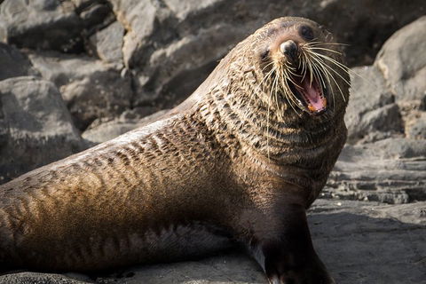 Kangaroo Island 75-Minute Ocean Safari - Holiday Great Ocean Road 5