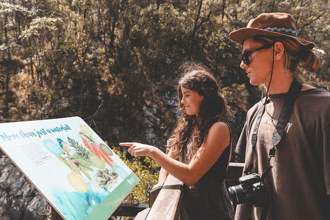 Springbrook AndTamborine Rainforest Tour Incl Natural Bridge And Glow Worm Cave - Holiday Great Ocean Road 0