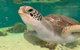 Cairns Aquarium Marine Life Encounter Ticket With 2-Course Lunch - thumb 0