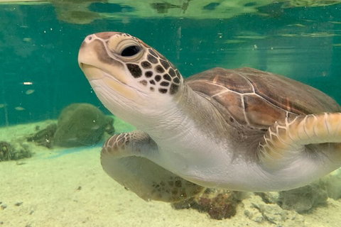 Cairns Aquarium Marine Life Encounter Ticket With 2-Course Lunch - Holiday Great Ocean Road 0