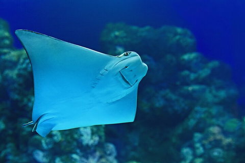 Cairns Aquarium Marine Life Encounter Ticket With 2-Course Lunch - Holiday Great Ocean Road 4