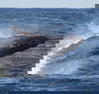 Whale Watching by Sea World Cruises - Holiday Great Ocean Road