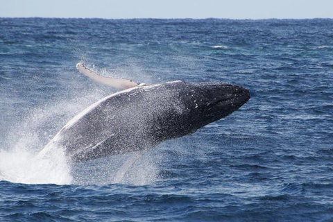Whale Watching By Sea World Cruises - Holiday Great Ocean Road 0