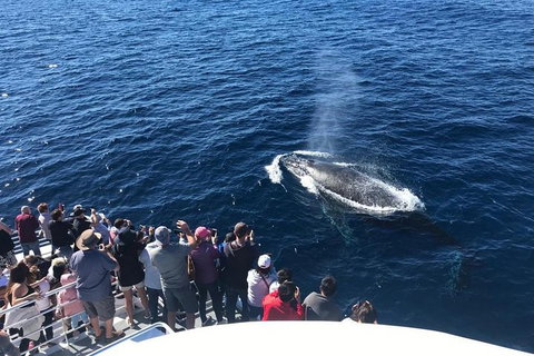 Whale Watching By Sea World Cruises - Holiday Great Ocean Road 5