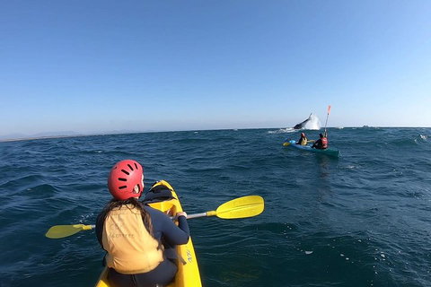 Kayaking With Dolphins In Byron Bay Guided Tour - Holiday Great Ocean Road 3