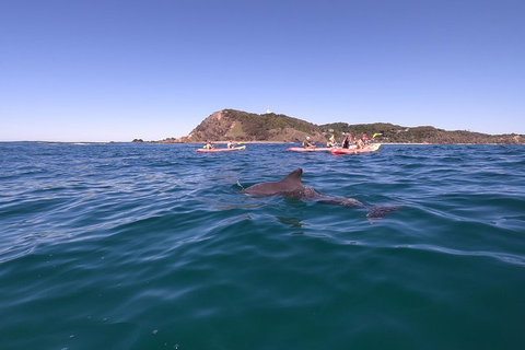 Kayaking With Dolphins In Byron Bay Guided Tour - Holiday Great Ocean Road 5