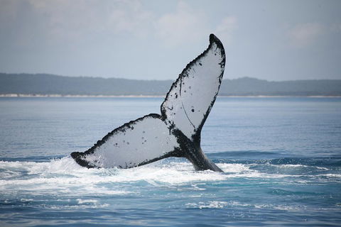 Hervey Bay Whale Watching Cruise - Holiday Great Ocean Road 0