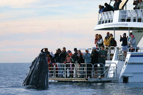 Hervey Bay Whale Watching Cruise - Holiday Great Ocean Road 1
