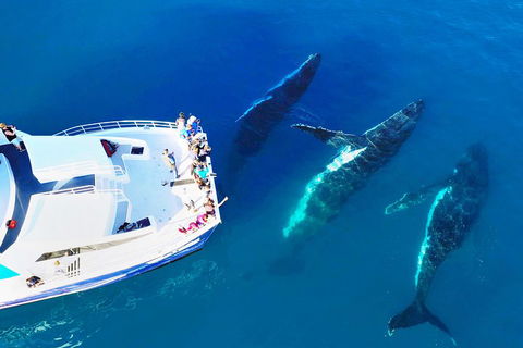Hervey Bay Whale Watching Cruise - Holiday Great Ocean Road 3