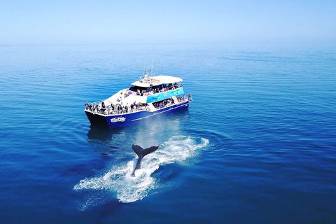 Hervey Bay Whale Watching Cruise - Holiday Great Ocean Road 5