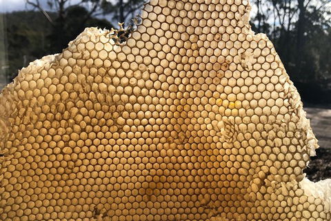Bruny Island Day Tour, Includes Lunch And Exclusive Lighthouse Tour - Holiday Great Ocean Road 1