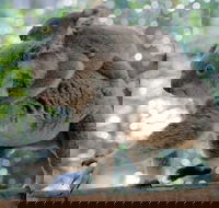 Lone Pine Koala Sanctuary Admission with Brisbane River Cruise - Holiday Great Ocean Road
