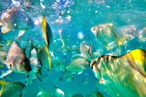 Moreton Island Day Trip (Kayak, Snorkel & Sandboard) Frm Brisbane Or Gold Coast - Holiday Great Ocean Road 1