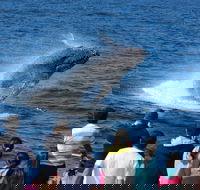 Tangalooma Island Resort Whale Watching Day Cruise - Holiday Great Ocean Road