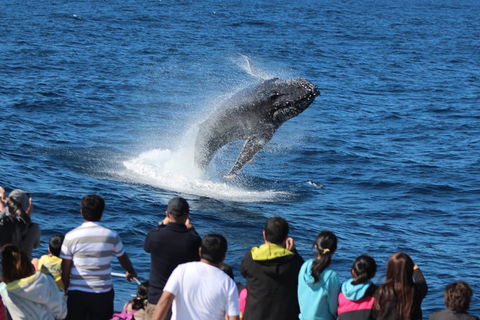 Tangalooma Island Resort Whale Watching Day Cruise - Holiday Great Ocean Road 0