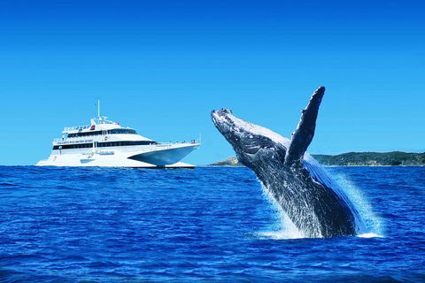 Tangalooma Island Resort Whale Watching Day Cruise With Dolphin Viewing - Holiday Great Ocean Road 2