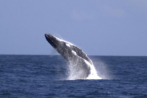 Tangalooma Island Resort Whale Watching Day Cruise With Dolphin Viewing - Holiday Great Ocean Road 4