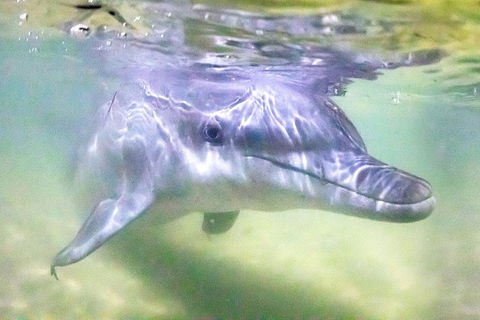 Tangalooma Island Resort Whale Watching Day Cruise With Dolphin Feeding - Holiday Great Ocean Road 0