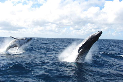 Tangalooma Island Resort Whale Watching Day Cruise With Dolphin Feeding - Holiday Great Ocean Road 1