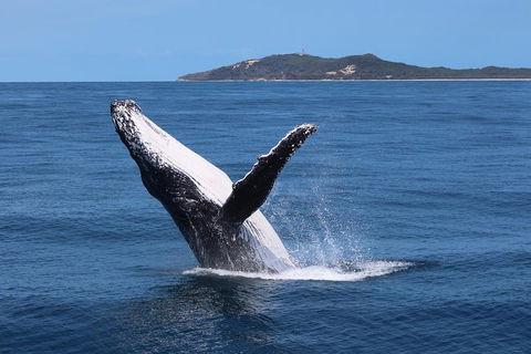 Tangalooma Island Resort Whale Watching Day Cruise With Dolphin Feeding - Holiday Great Ocean Road 3
