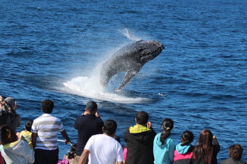 Tangalooma Island Resort Whale Watching Day Cruise With Dolphin Feeding - Holiday Great Ocean Road 5