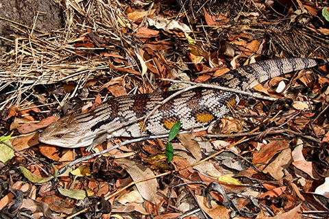 Hartley's Crocodile Adventures General Entry Ticket - Holiday Great Ocean Road 5