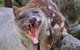 After Dark Tasmanian Devil Feeding Tour At Cradle Mountain - thumb 0