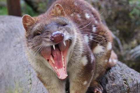 After Dark Tasmanian Devil Feeding Tour At Cradle Mountain - Holiday Great Ocean Road 0