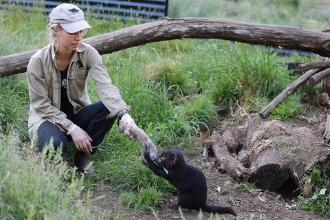 After Dark Tasmanian Devil Feeding Tour At Cradle Mountain - Holiday Great Ocean Road 1