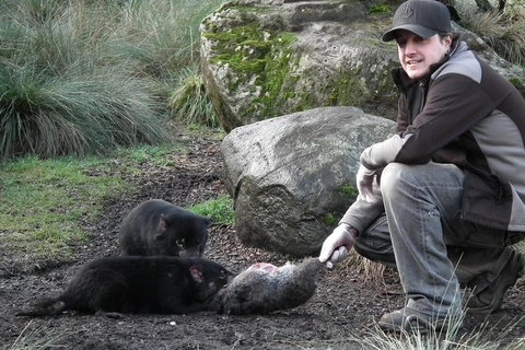 After Dark Tasmanian Devil Feeding Tour At Cradle Mountain - Holiday Great Ocean Road 2