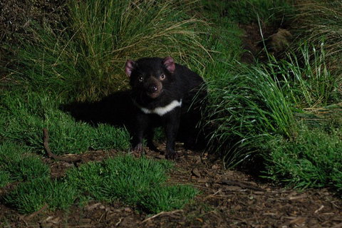 After Dark Tasmanian Devil Feeding Tour At Cradle Mountain - Holiday Great Ocean Road 4