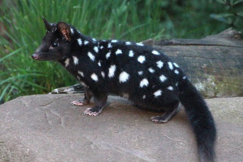 After Dark Tasmanian Devil Feeding Tour At Cradle Mountain - Holiday Great Ocean Road 5