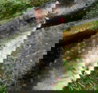 1-Hour Tasmanian Devil Feeding Day Tour at Cradle Mountain - Holiday Great Ocean Road