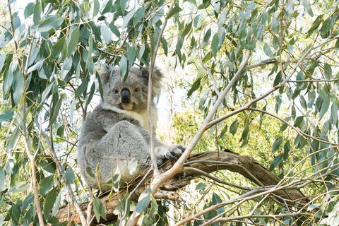Ultimate Reverse Direction - 12 Apostles, Great Ocean Road - Small Group Tour - Holiday Great Ocean Road 5
