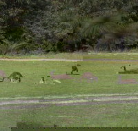 Yanchep  Lancelin - Wildlife Cave And Sands - Holiday Great Ocean Road