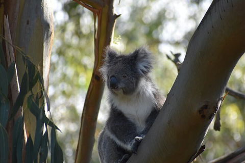 Healesville Sanctuary And Phillip Island Wildlife Bus Tour - Holiday Great Ocean Road 0