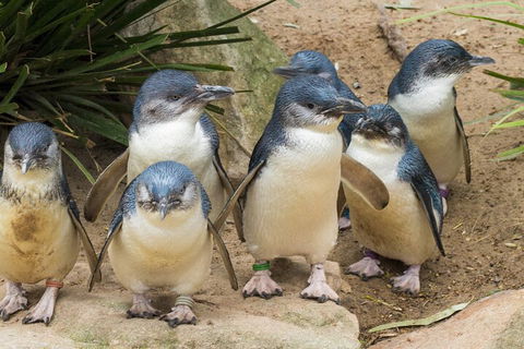 Healesville Sanctuary And Phillip Island Wildlife Bus Tour - Holiday Great Ocean Road 2